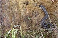 Vipera berus