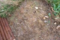 Anguis fragilis