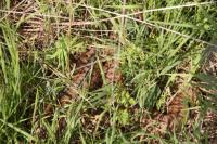 Vipera berus