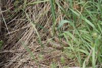 Vipera berus