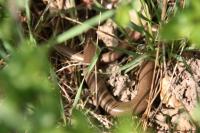 Anguis fragilis