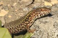 Podarcis muralis