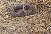 Vipera berus