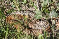 Vipera berus