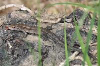 Zootoca vivipara
