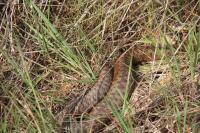 Vipera berus