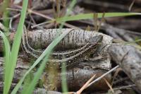 Lacerta agilis