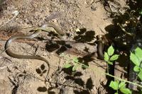 Zamenis longissimus