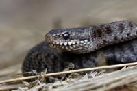 Vipera berus