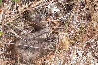 Vipera aspis