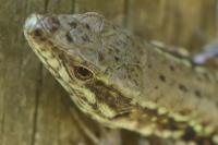 Podarcis muralis