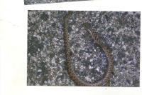 Vipera aspis