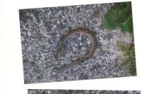 Vipera aspis
