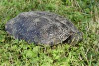 Trachemys scripta