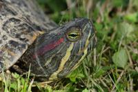 Trachemys scripta