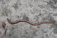 Anguis fragilis