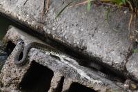 Natrix helvetica