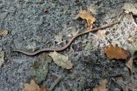 Anguis fragilis