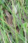 Vipera berus