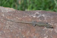 Podarcis muralis