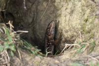 Lézard des murailles 