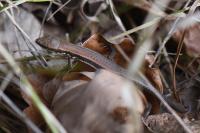 Podarcis muralis