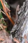 Podarcis muralis