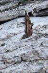 Podarcis muralis