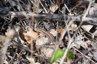 Podarcis muralis