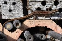 Podarcis muralis