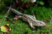 Lacerta agilis