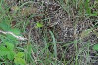 Vipera berus