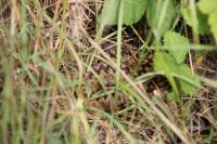 Vipera berus