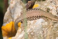 Podarcis muralis