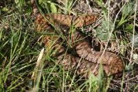 Vipera berus