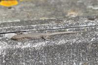 Podarcis muralis