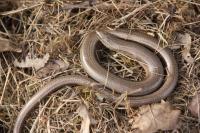 Anguis fragilis