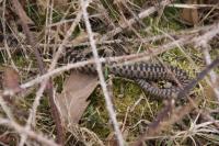 Vipera berus
