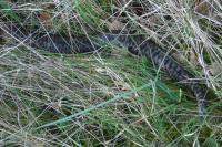 Vipera berus