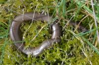 Anguis fragilis