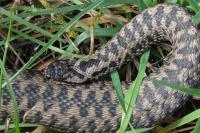 Vipera berus