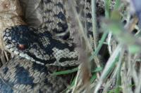 Vipera berus