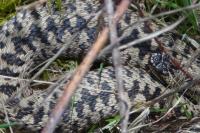 Vipera berus