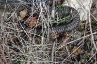 Vipera berus