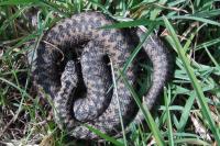Vipera berus
