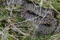 Vipera berus