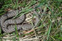 Vipera berus