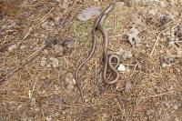 Anguis fragilis