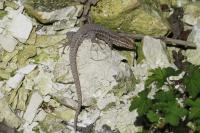 Podarcis muralis