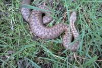 Vipera berus